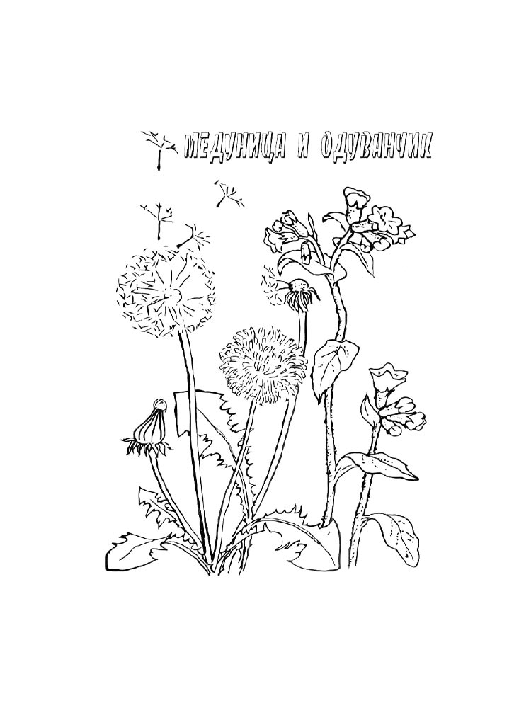 Картинка лекарственные растения раскраска