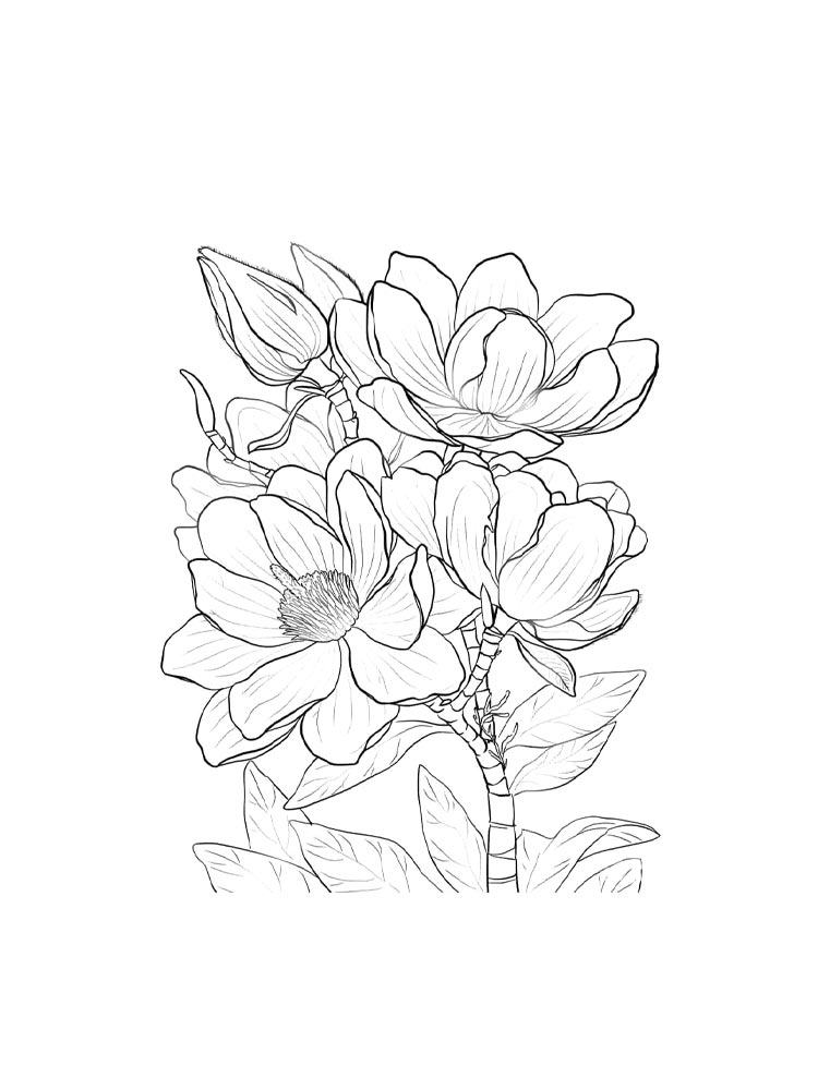 Картинка магнолия раскраска 2