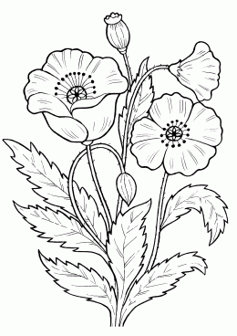 Картинка Маки
