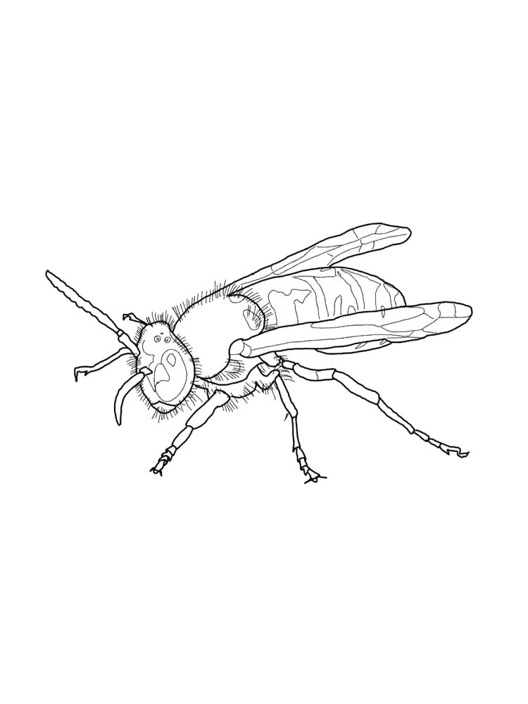 Картинка оса раскраска 3