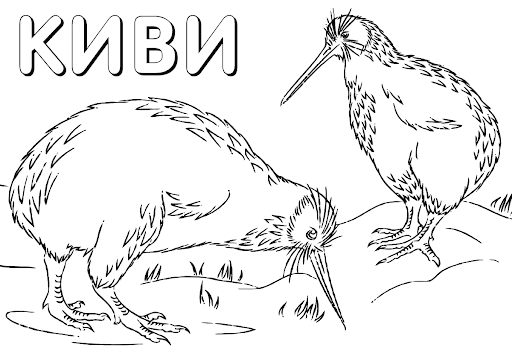 Картинка птица киви