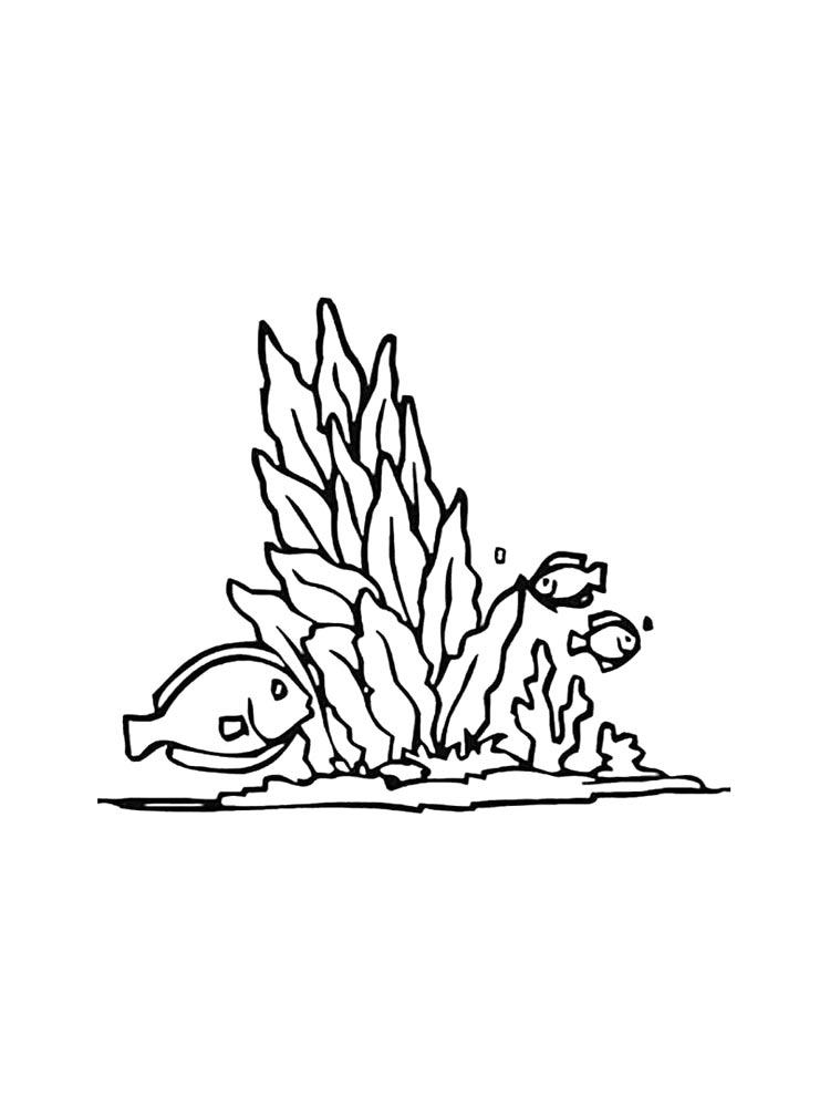 Картинка раскраски водоросли раскраска