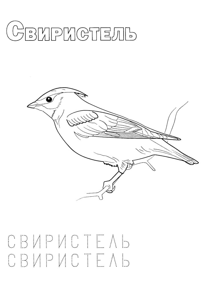 Картинка раскраски зимующие птиц раскраска