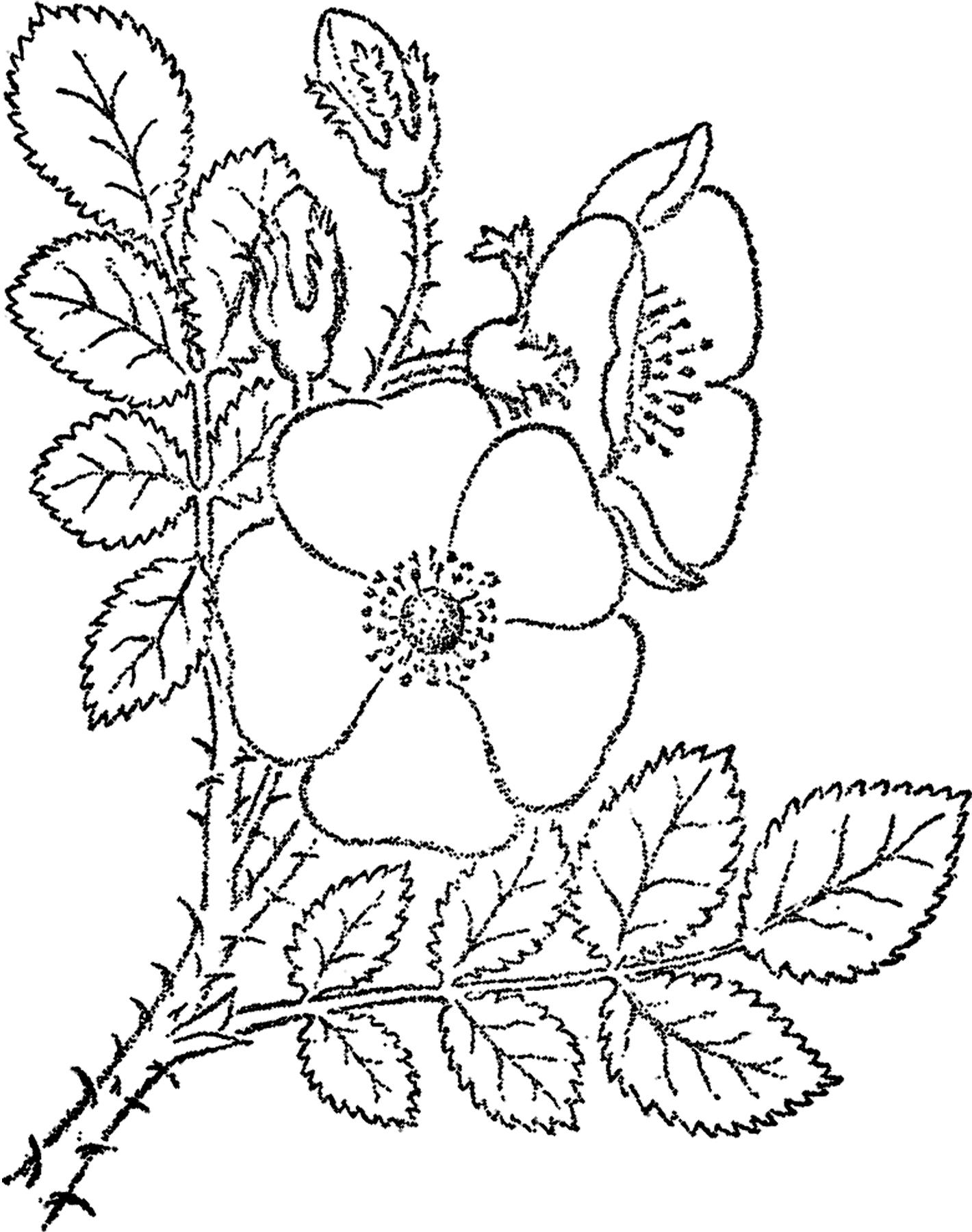 Картинка Шиповник