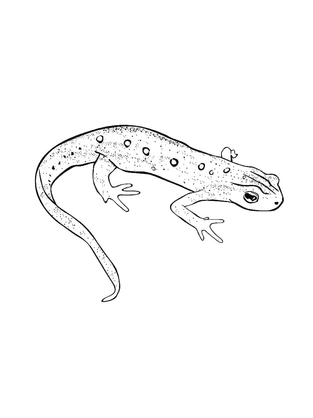 Картинка ящерица раскраска 5