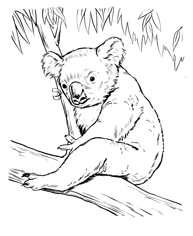 Коала 2