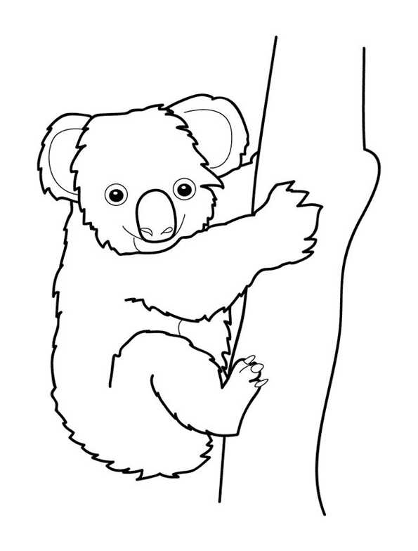 Коала на дереве