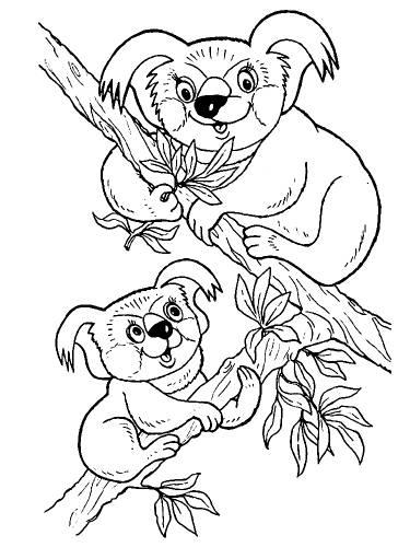 Коала с детенышем