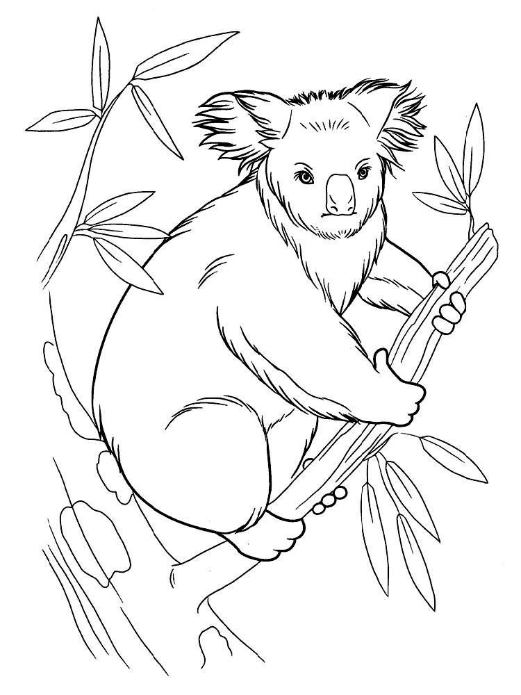 Коала в листьях