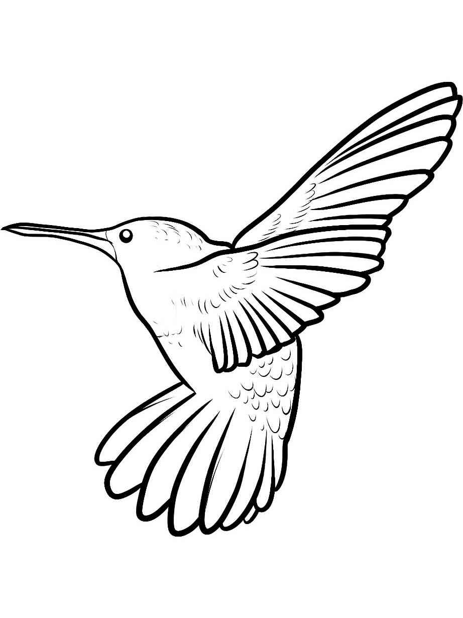 Колибри рисунок для раскрашивания