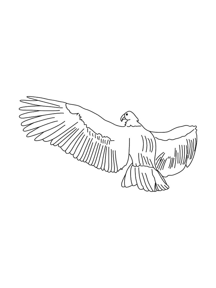 Кондор картинка для раскрашивания