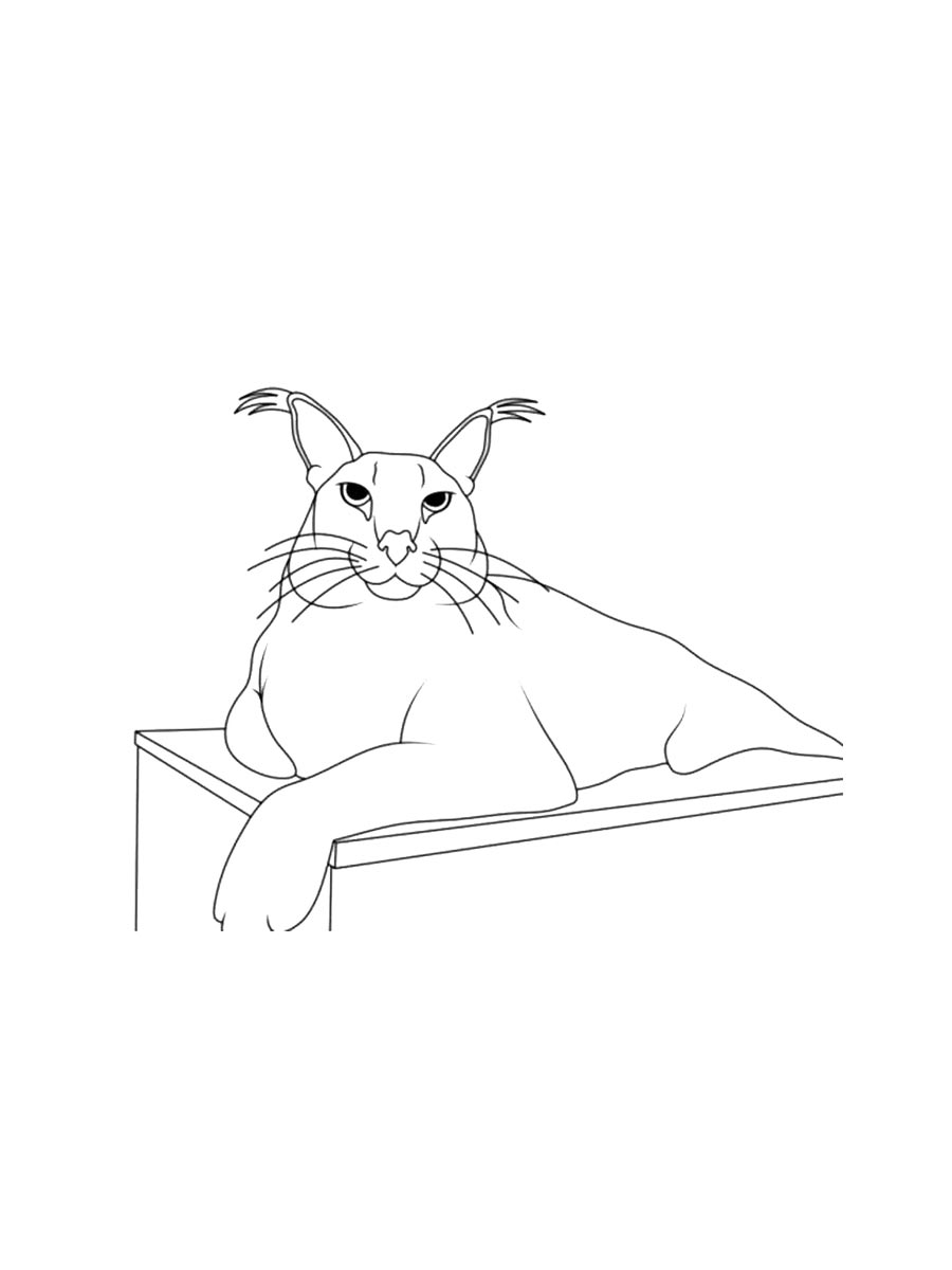 Кот раскраска для детей 2