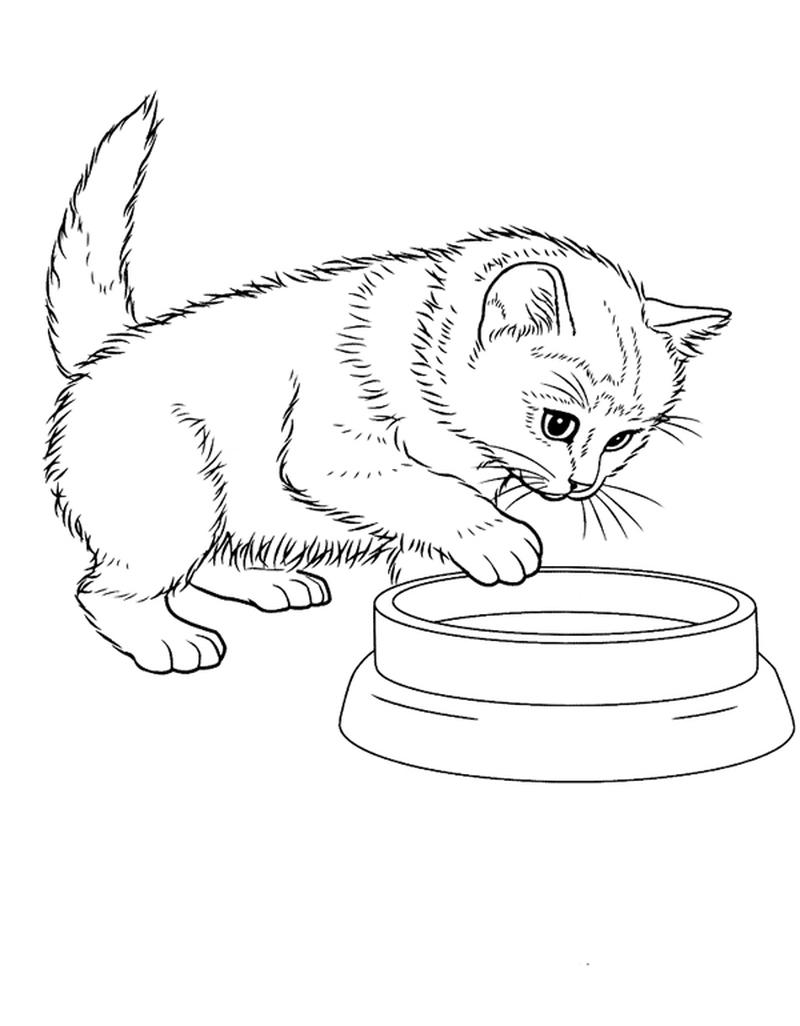 Котик кушает