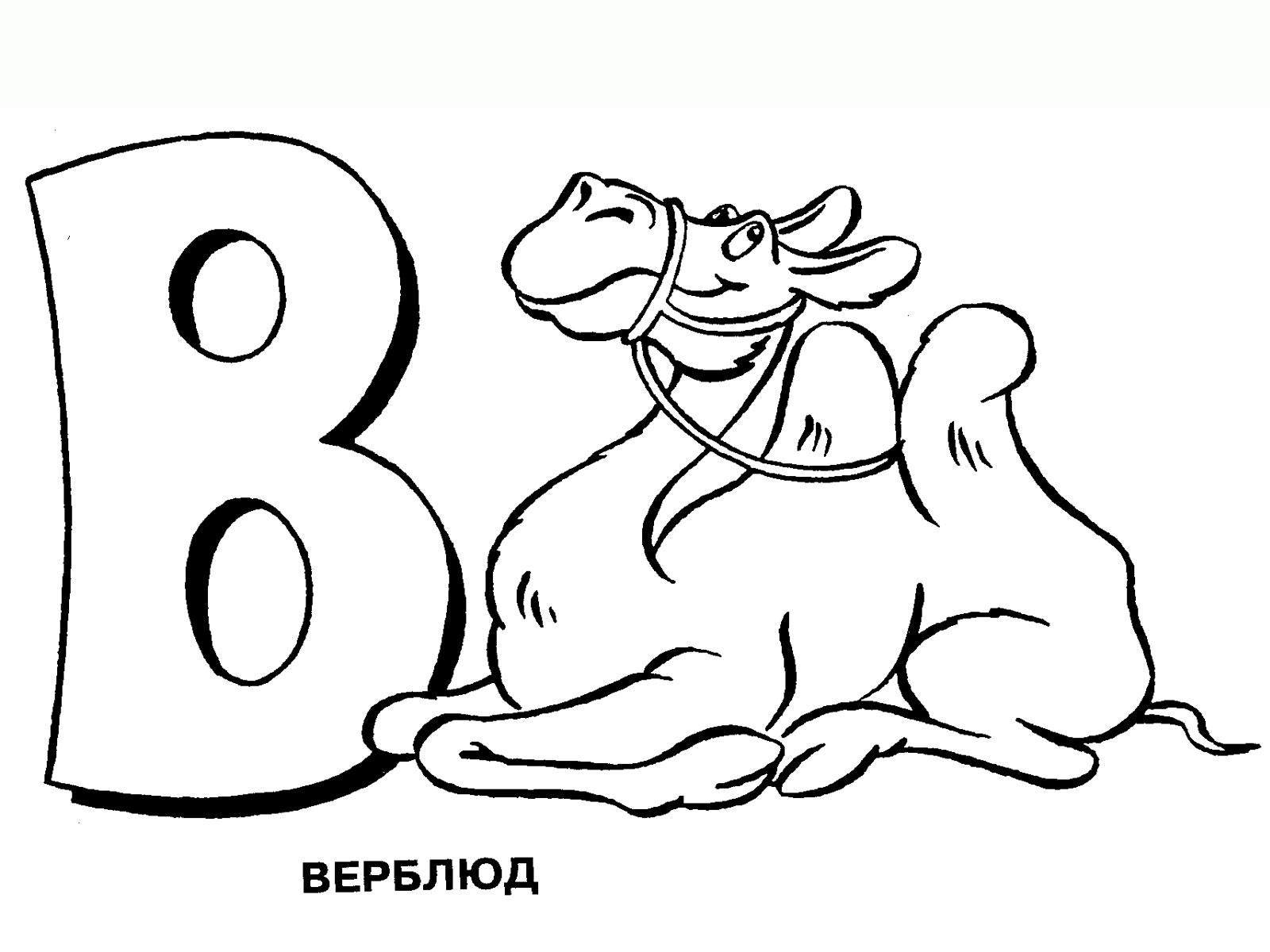 Красавец верблюд