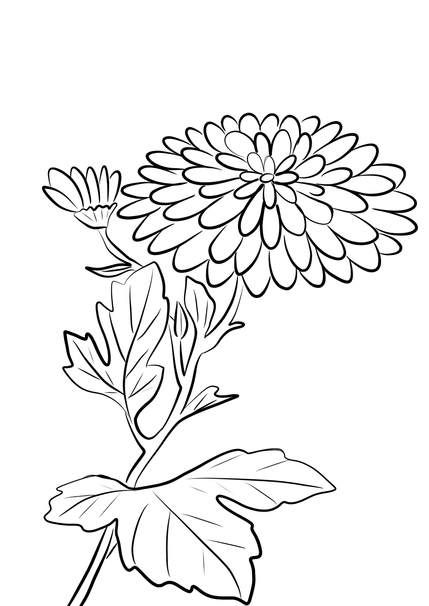 Красивая хризантема