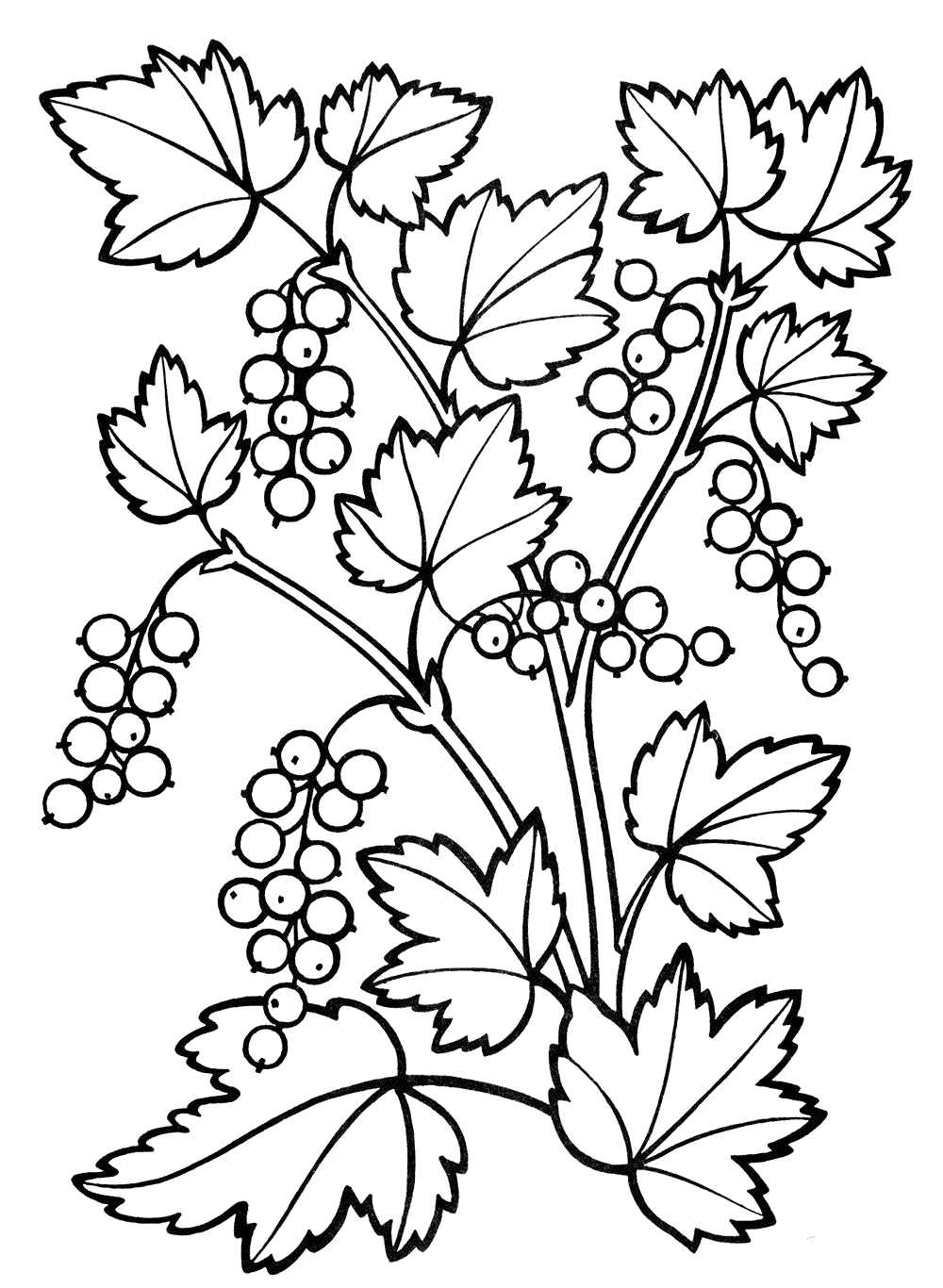Кустарник смородина