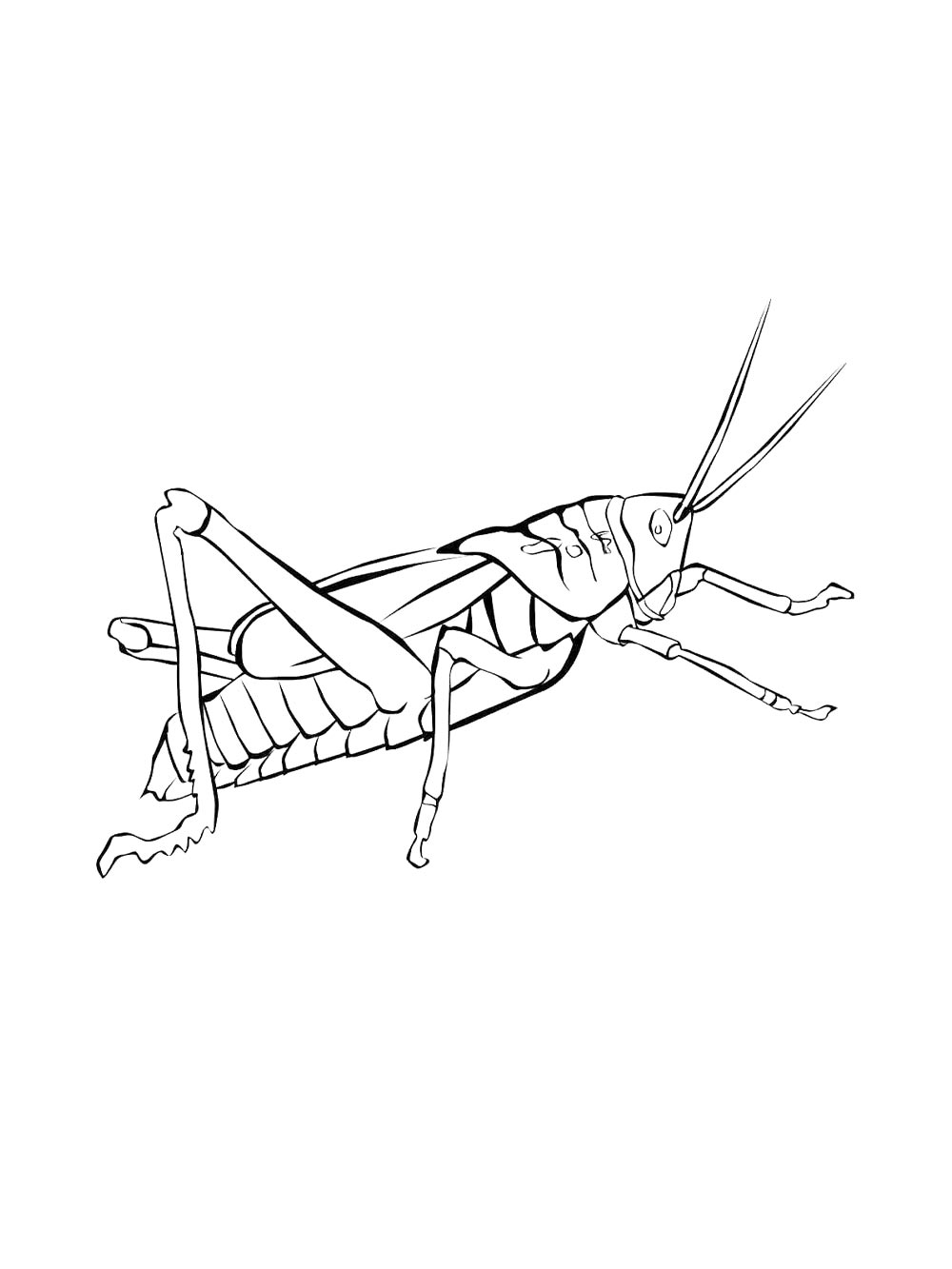 Кузнечик рисунок для раскрашивания 4