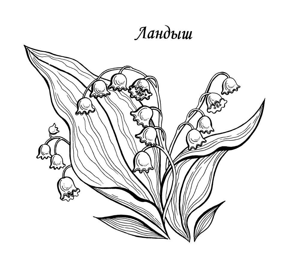 Ландыш 2