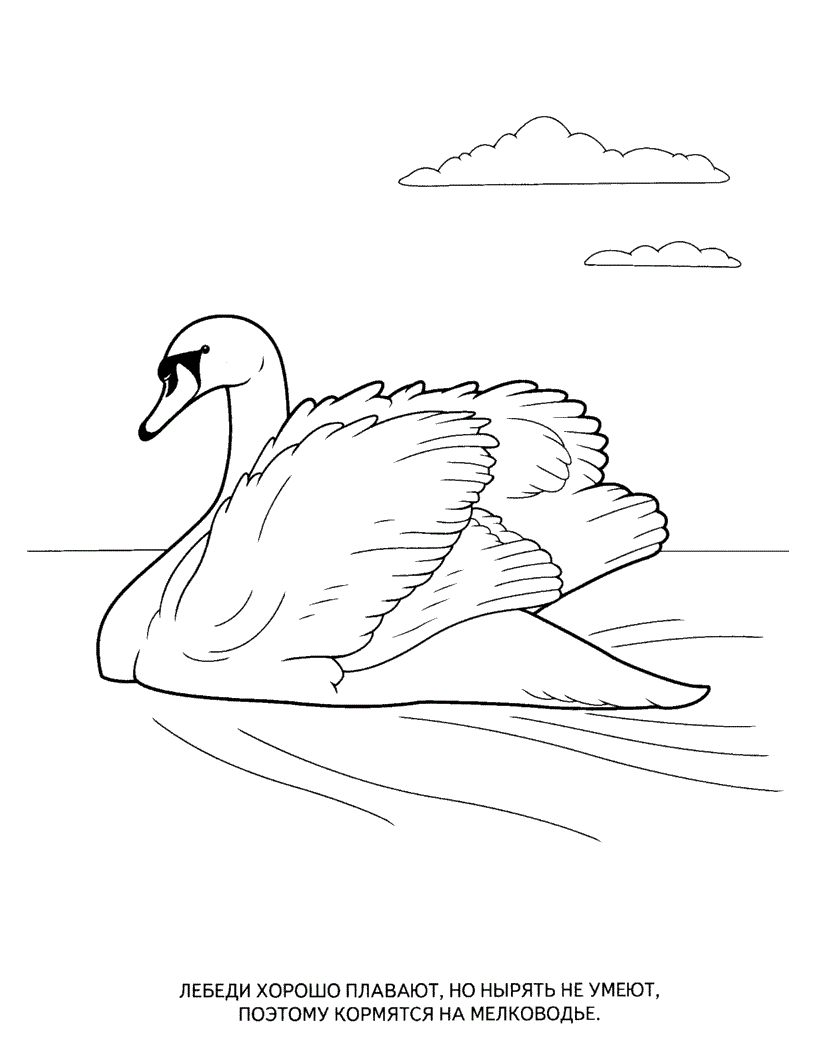 Лебедь 2