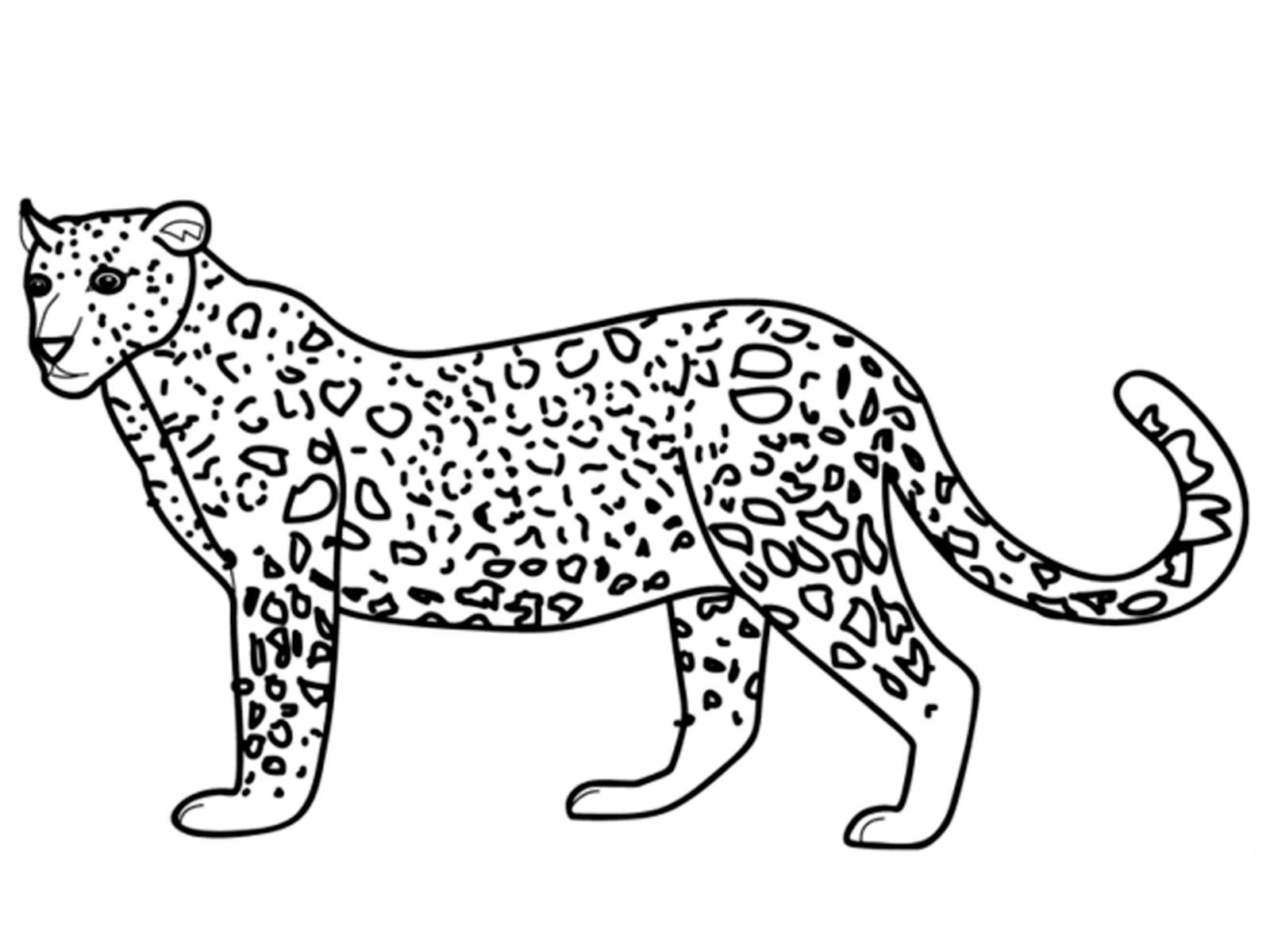 Леопард