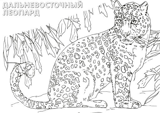 Леопард 2