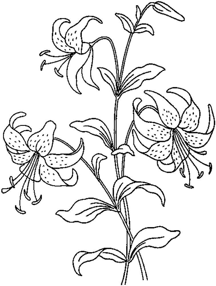 Лилии 2