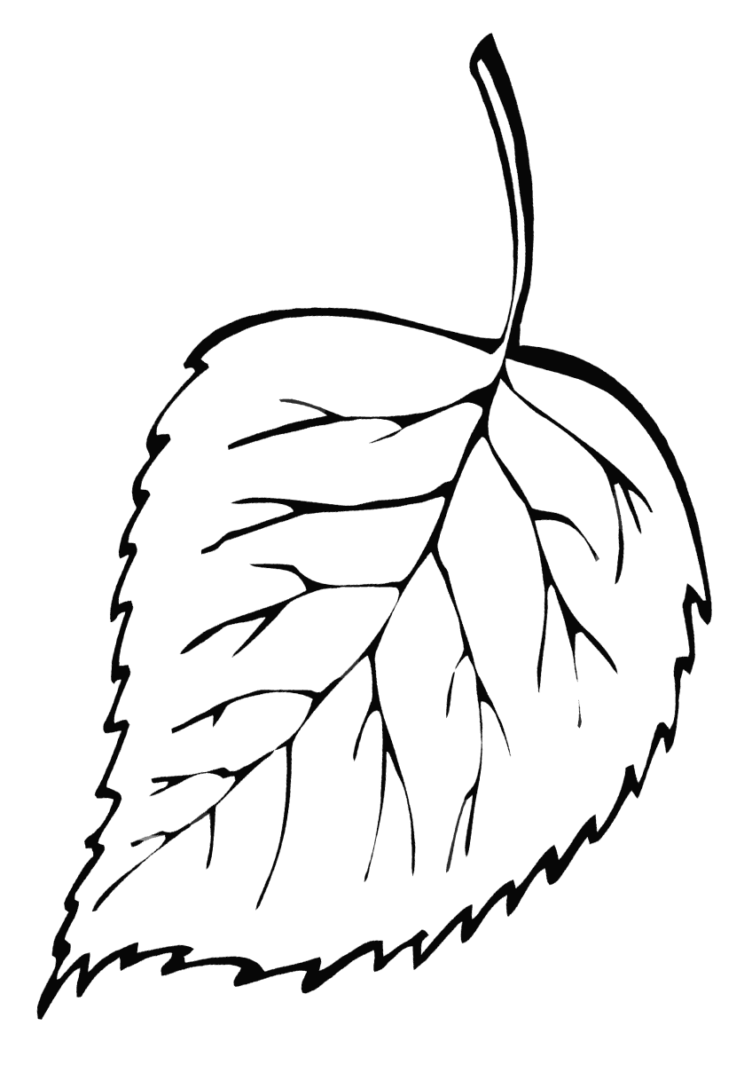 Лист липы