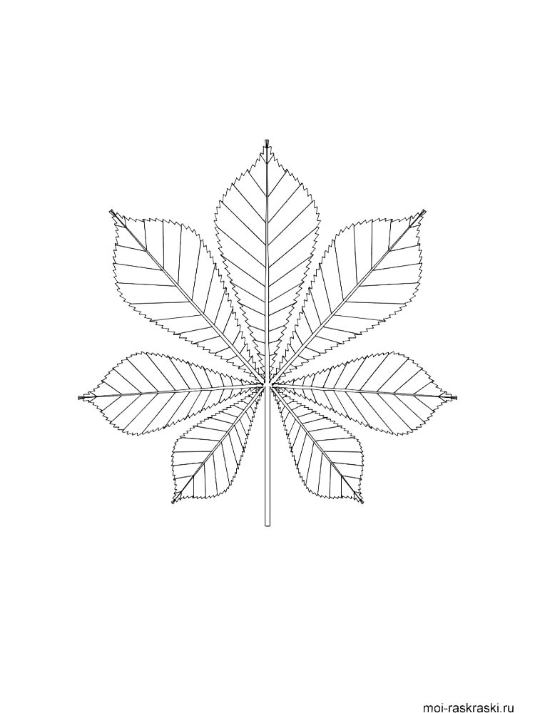 Листья рисунок для раскрашивания 5
