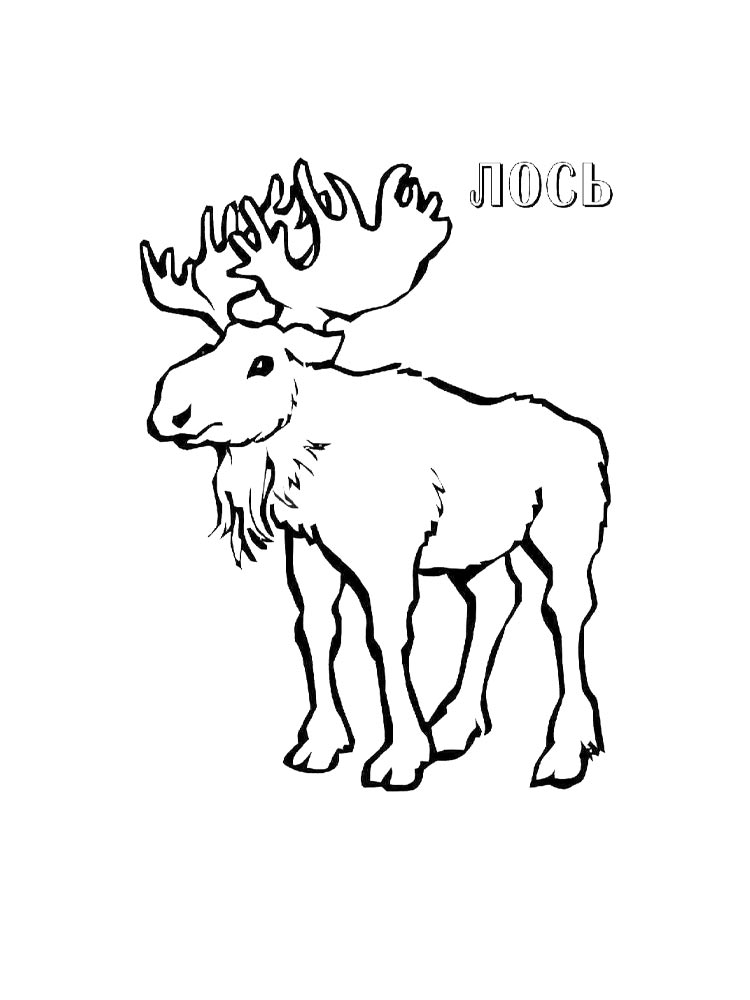 Лось уснул
