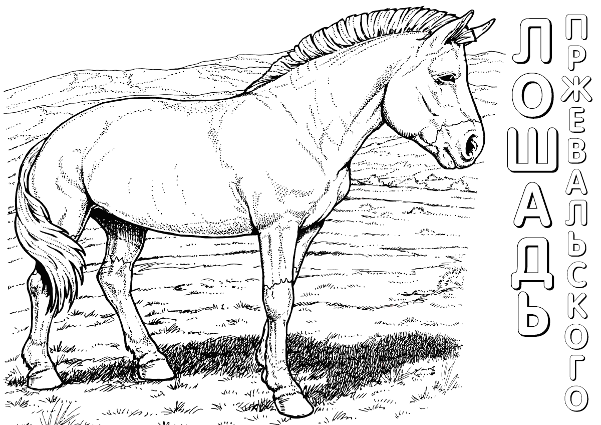 Лошадь 2