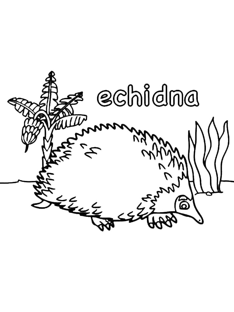Маленькая ехидна