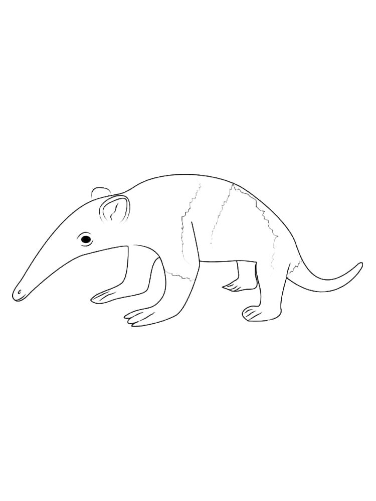 Маленький муравьед