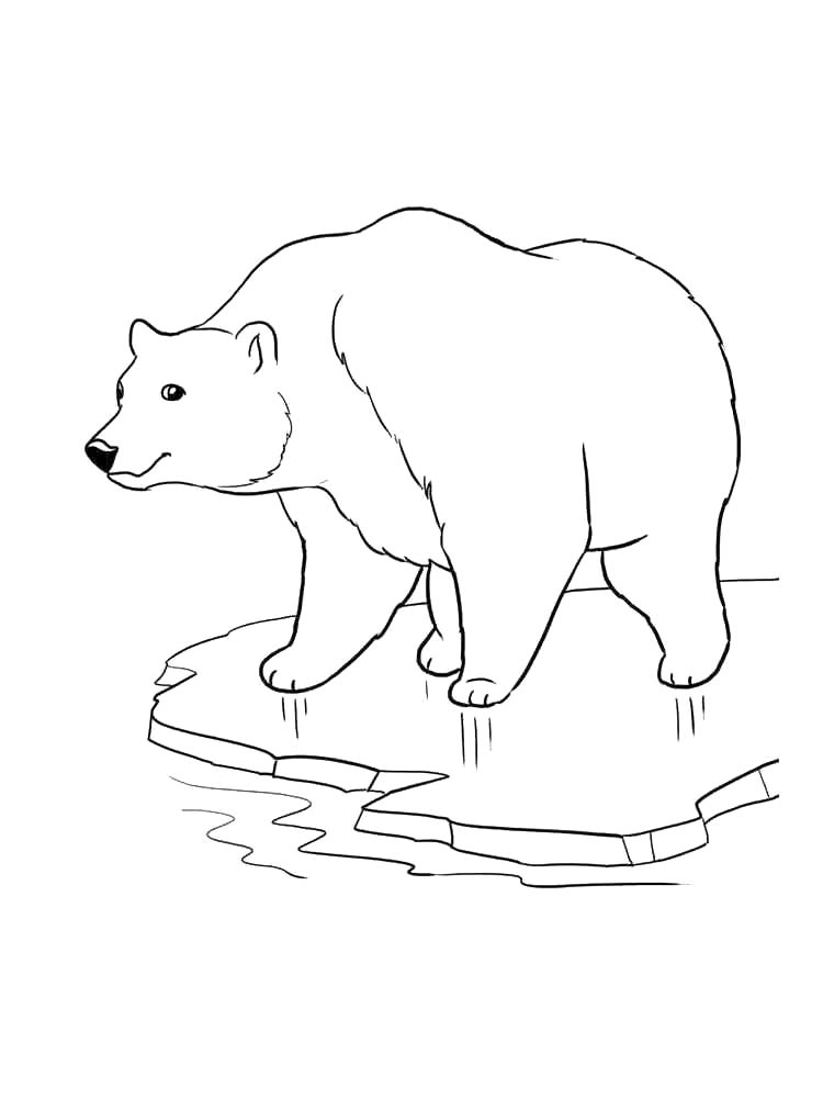 Медведь рисунок для раскрашивания 4