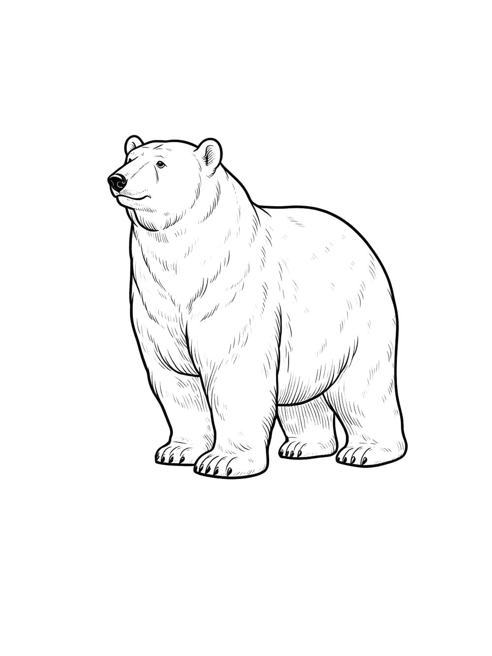 Медведь рисунок для раскрашивания 5