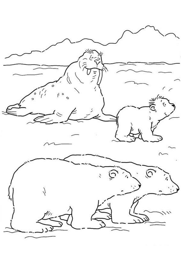 Мишки и морж