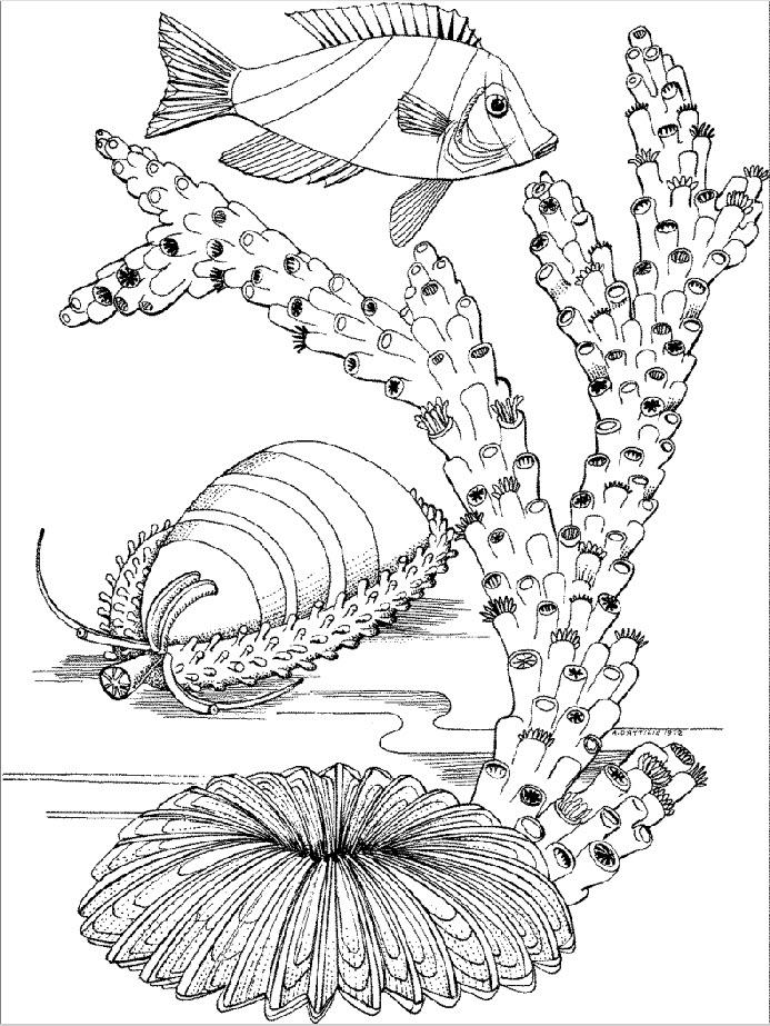 Морские обитатели