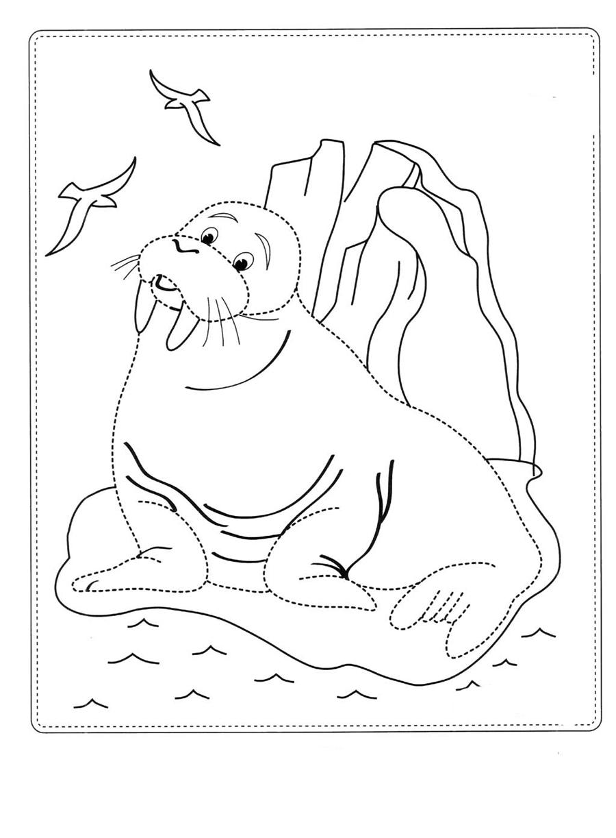 Морж