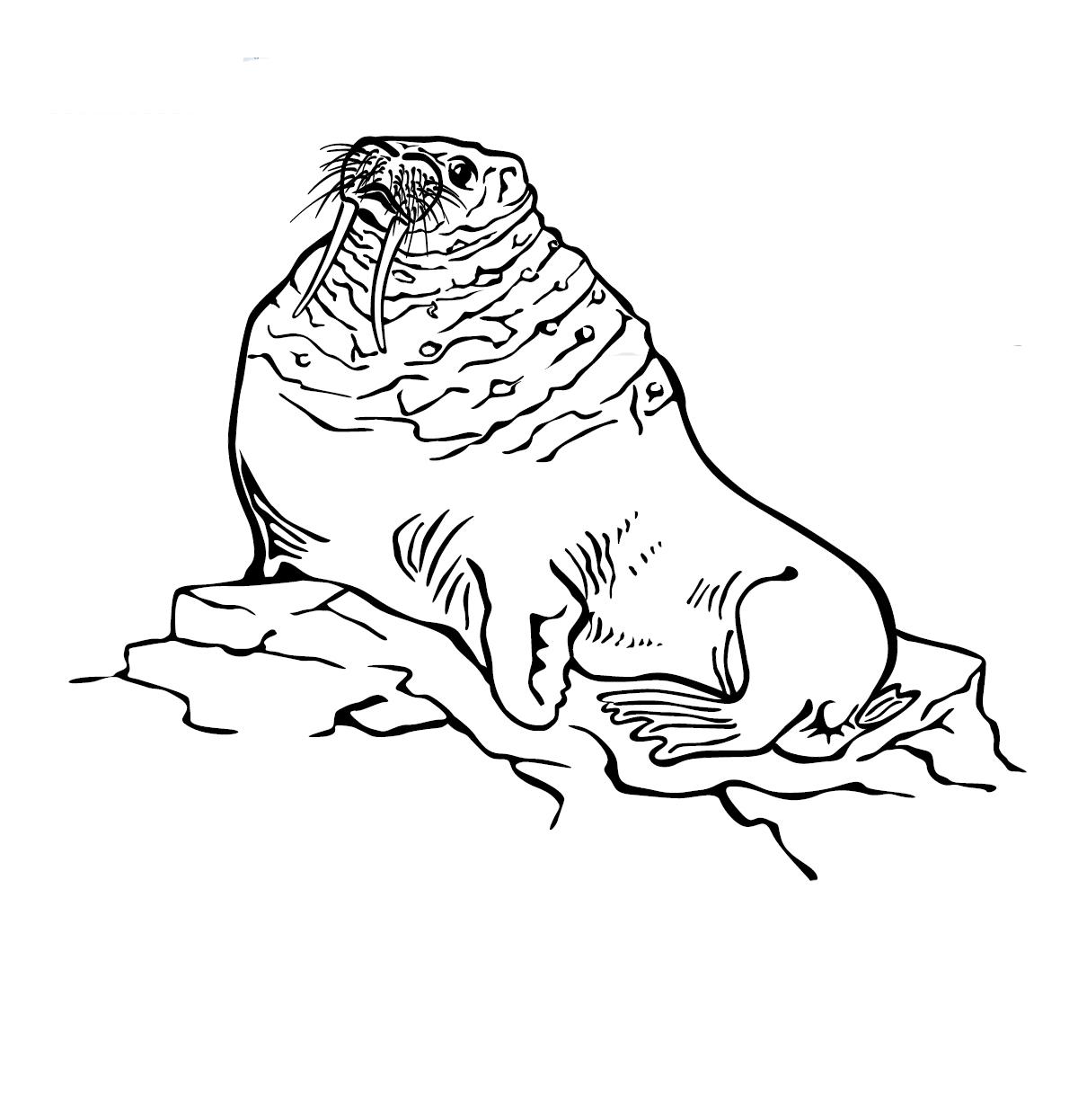 На льдине