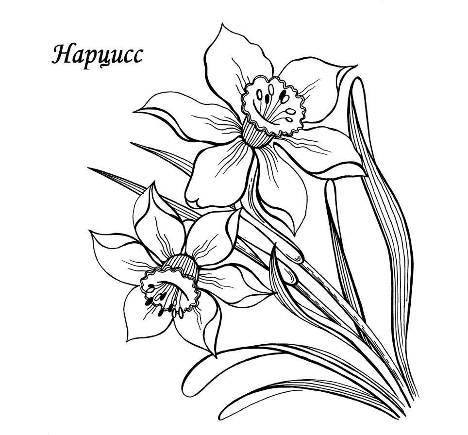 Нарцисс 2