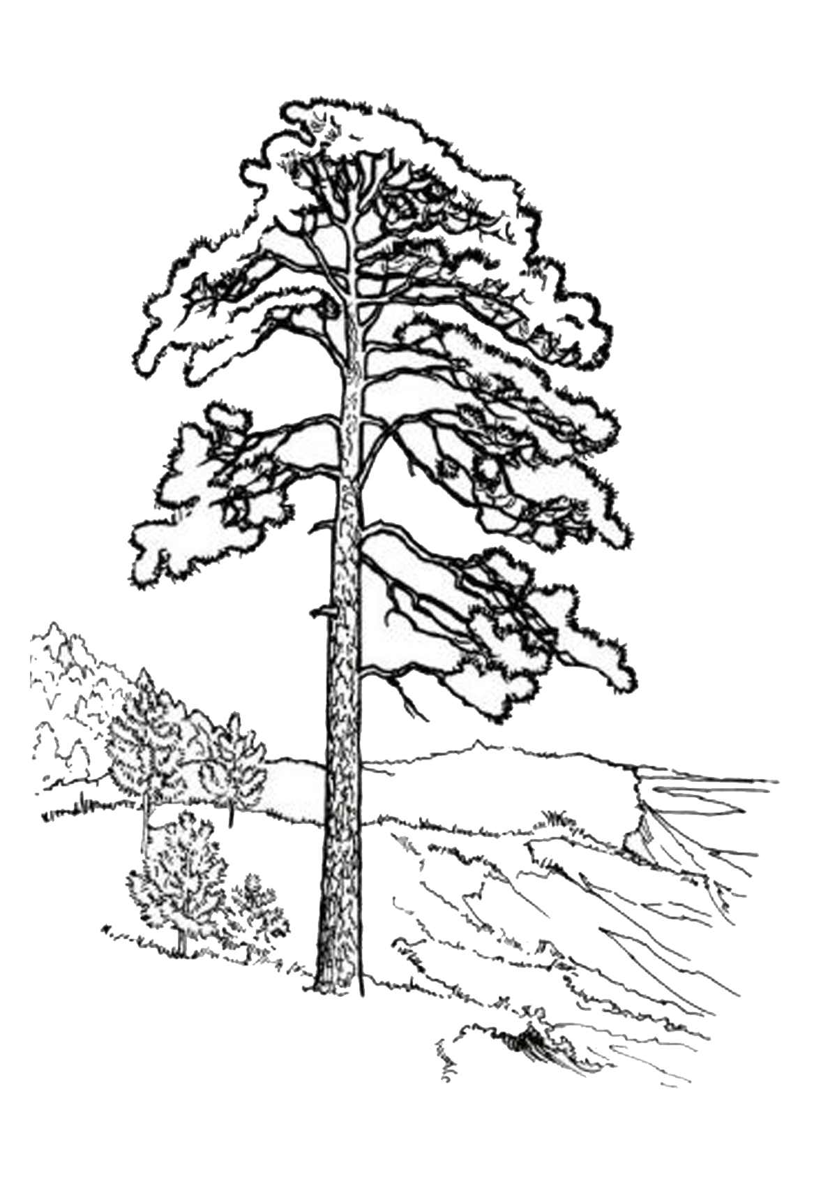 Одинокая сосна
