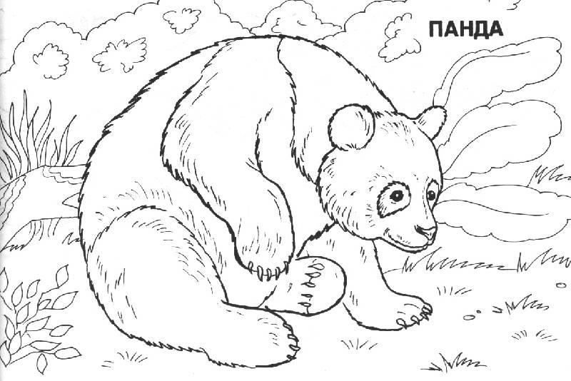 Панда 2