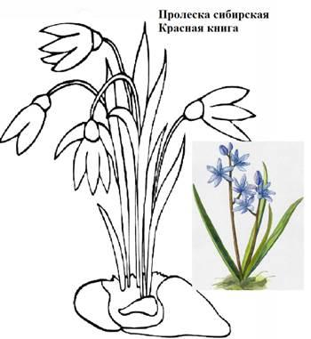 Пролеска