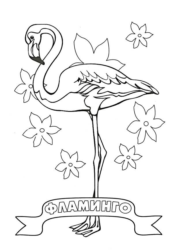Птица фламинго