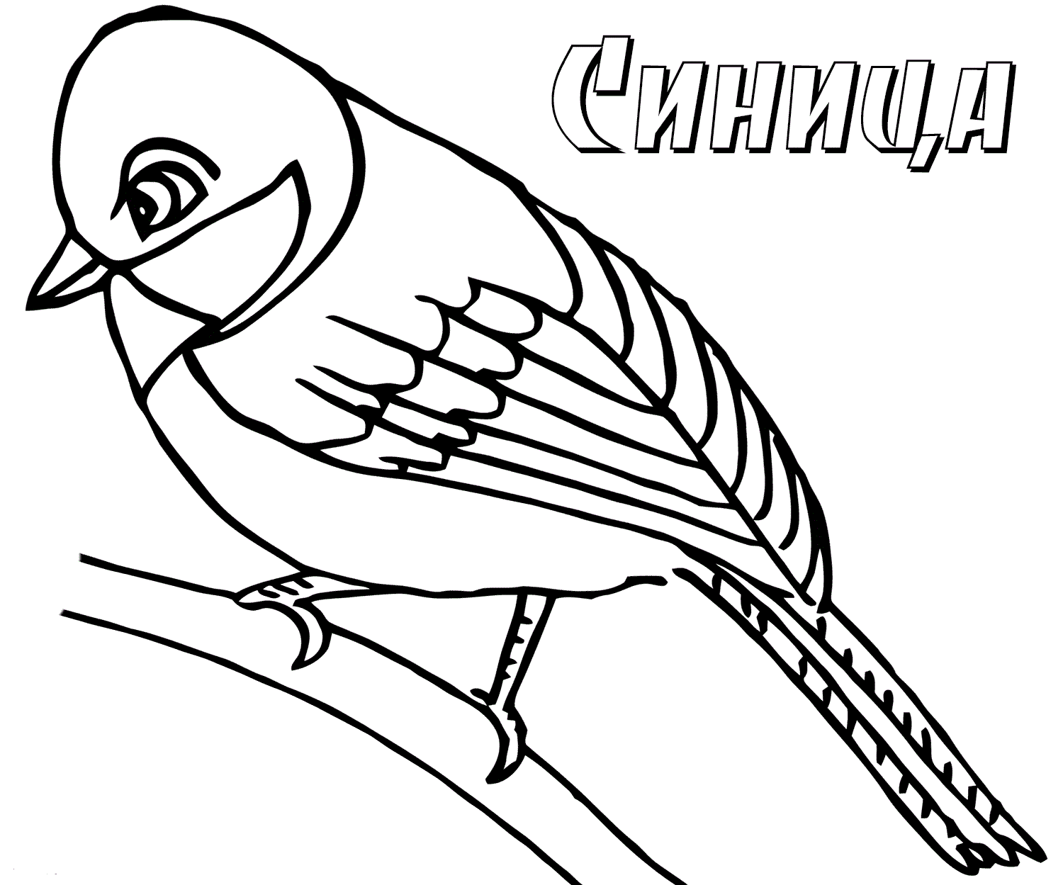 птица синица 2