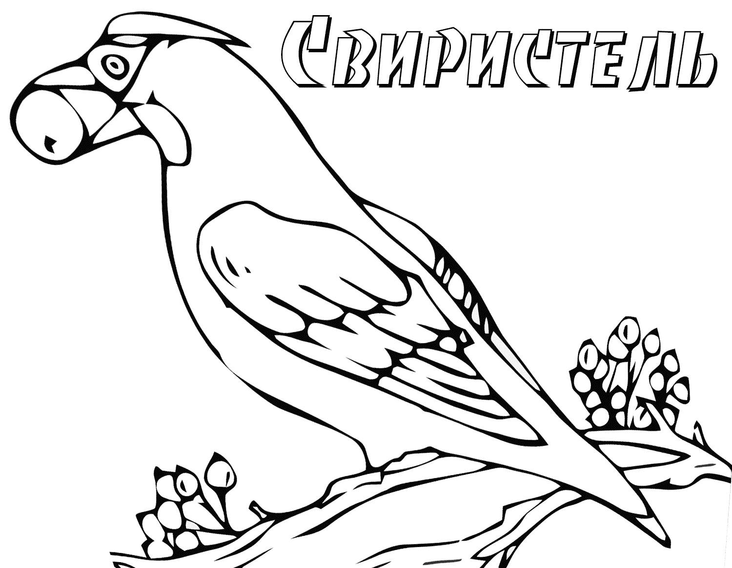 птица свиристель