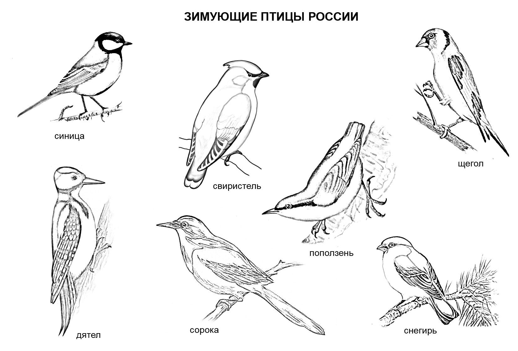 Птицы зимой