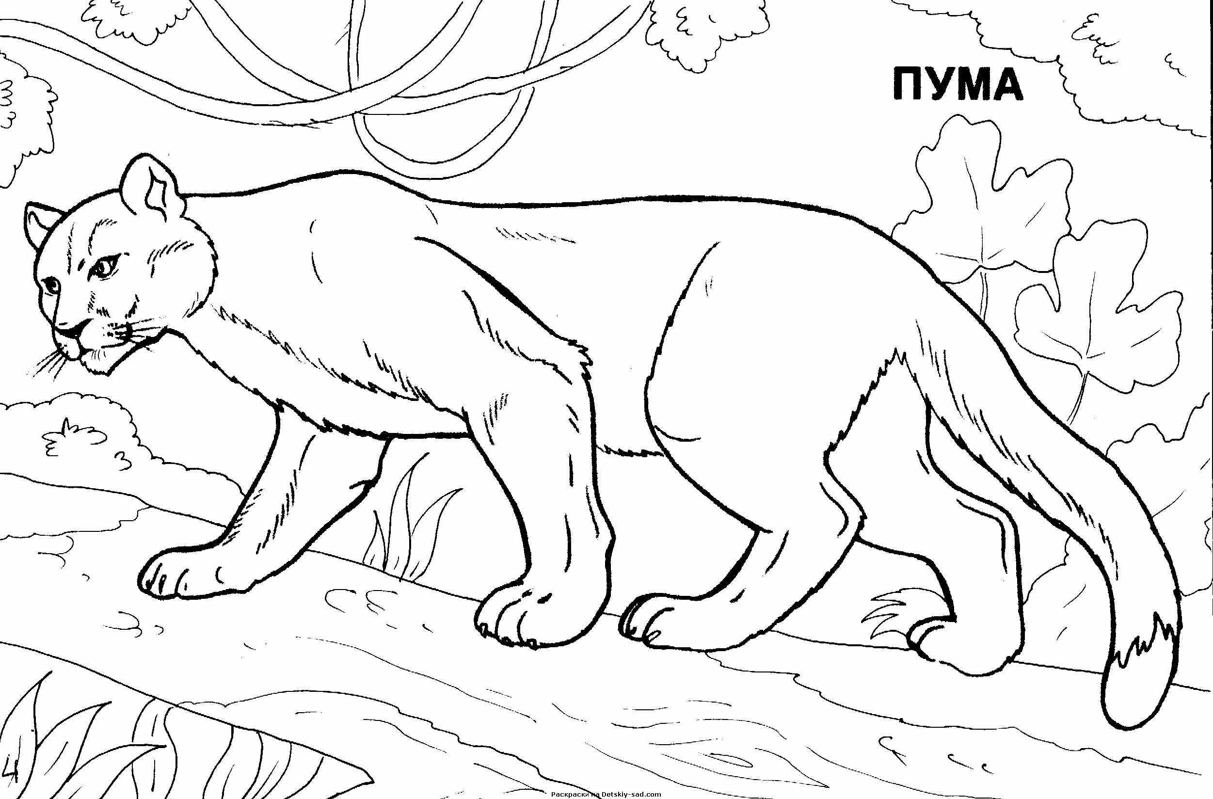 Пума