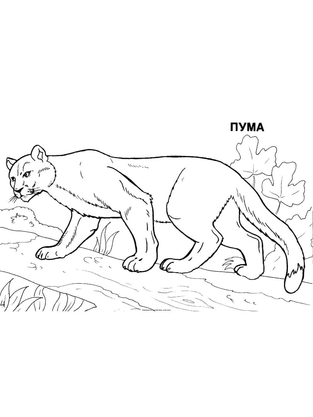 Пума на прогулке
