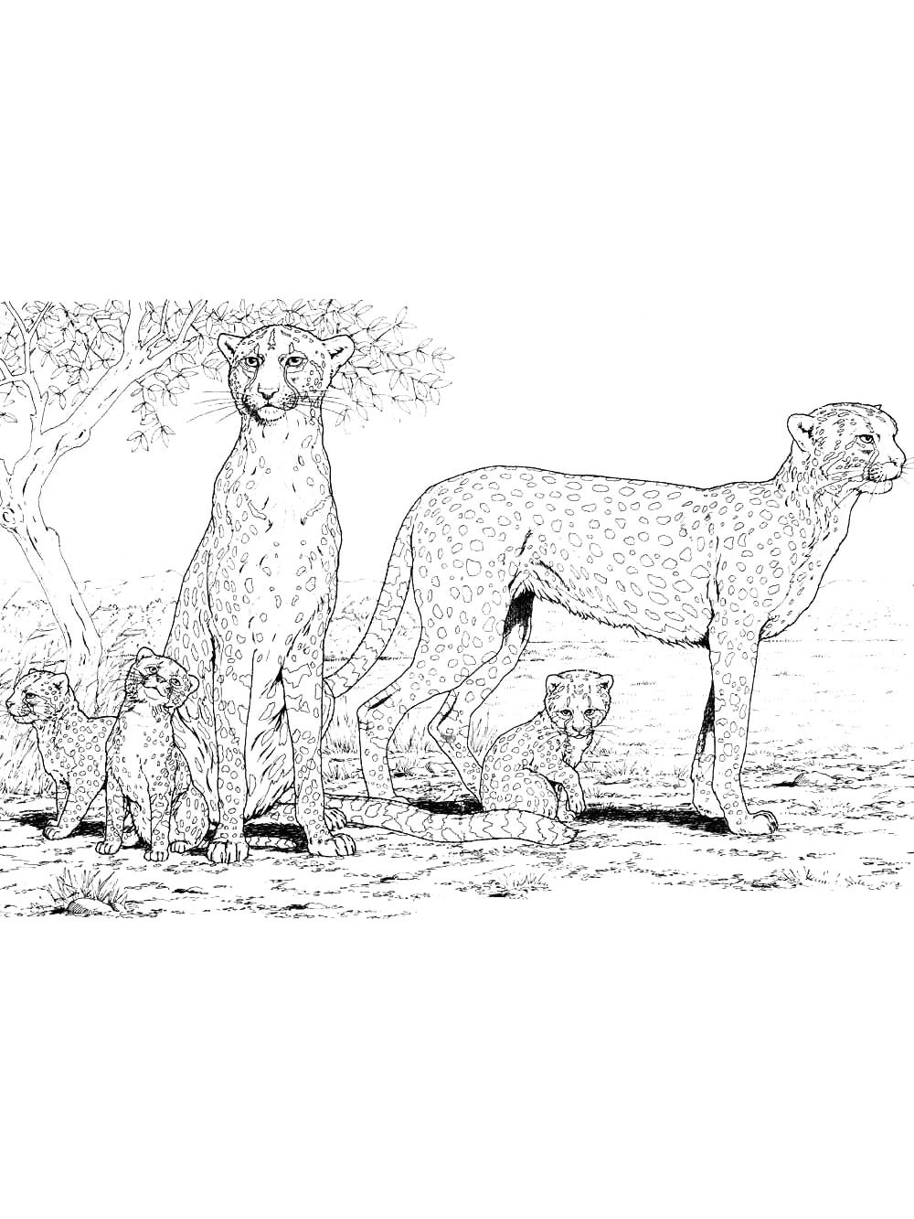 Раскраска Дикие Кошки