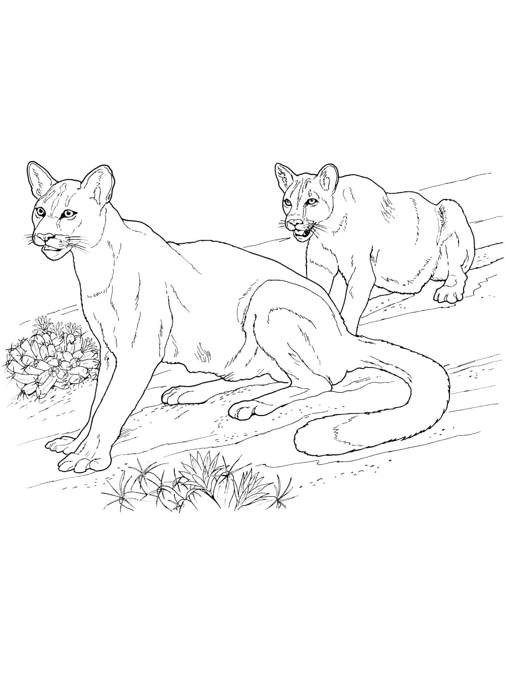Раскраска Дикие Кошки 2